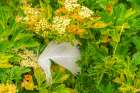 Falkland Islands, West Point Island. Feather on coastal nassauvia plants. Art Print
